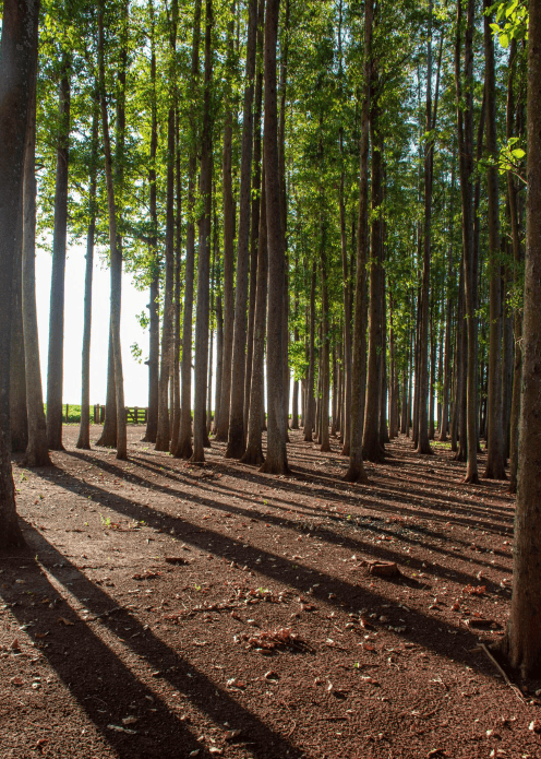 Floresta certificada